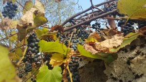 Take our winemakers survey